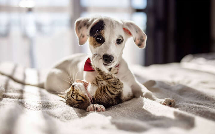 Katze Hund spielen 800x500